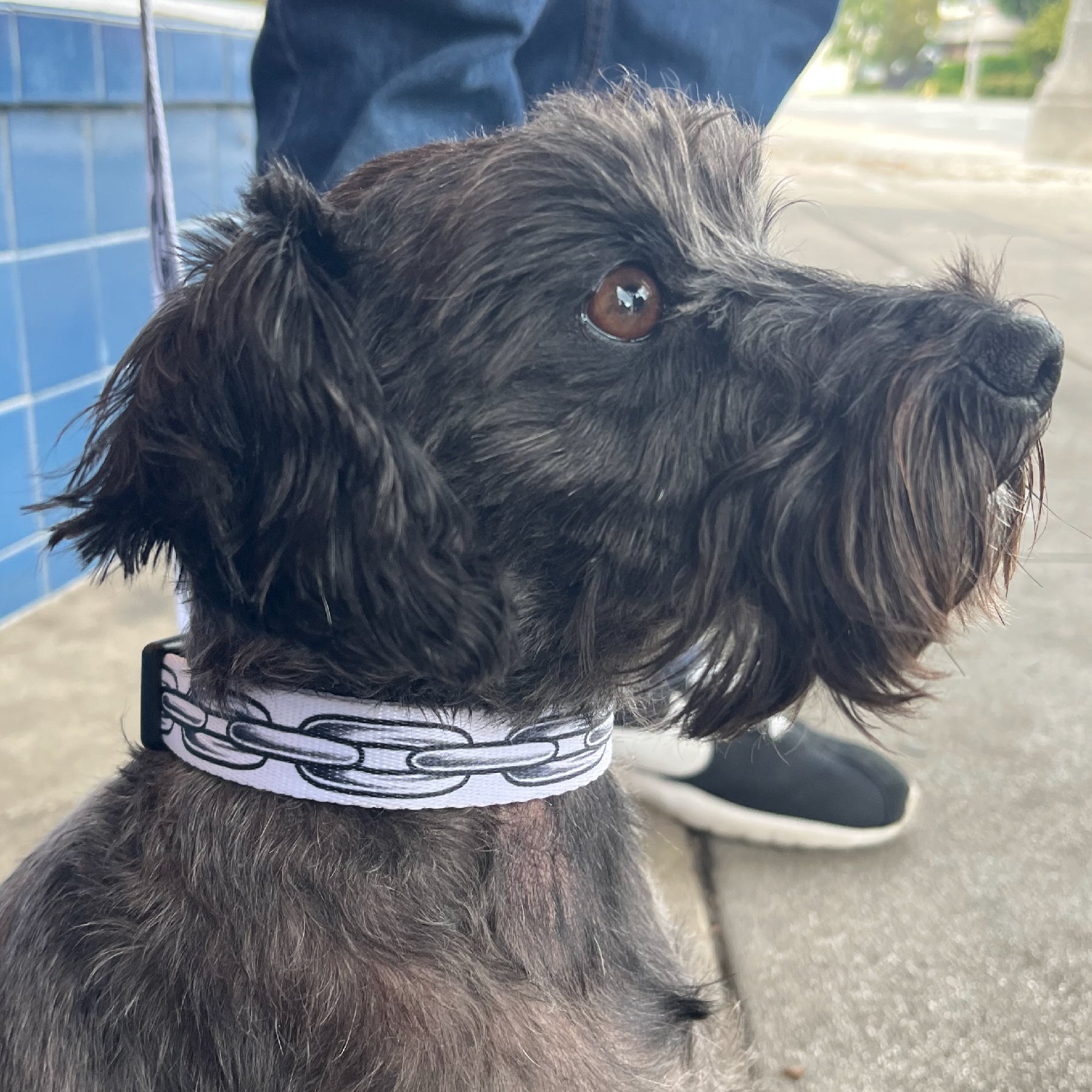 TIM HENDRICKS CHAIN COLLAR