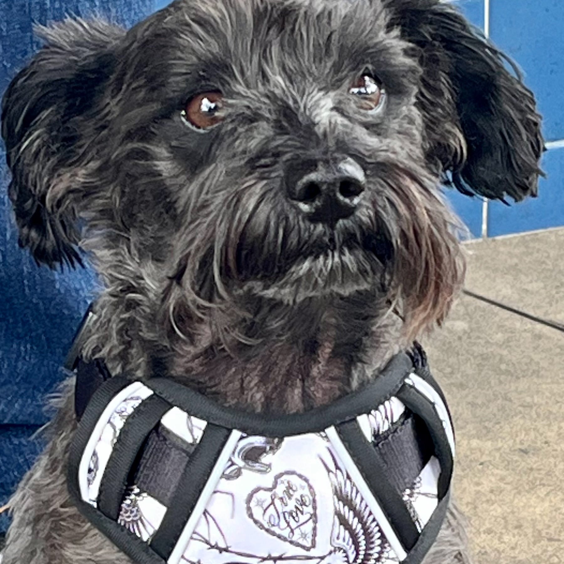 TIM HENDRICKS HARNESS