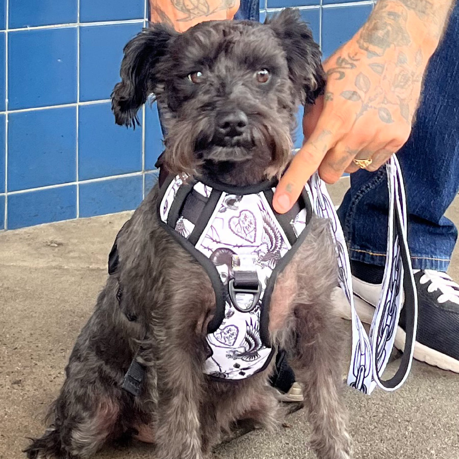 TIM HENDRICKS HARNESS